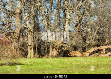 Very old trees in the Manor Park Country Park in West Malling near Maidstone in Kent, England Stock Photo