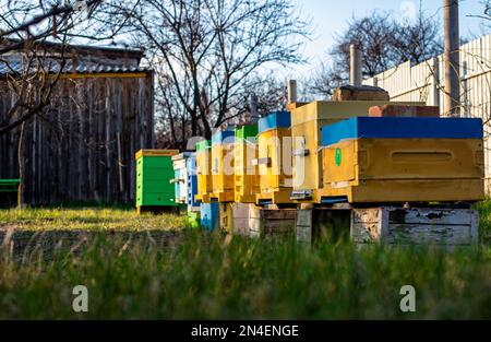 Colorful wooden and plastic hives against blue sky in summer. Apiary standing in yard on grass. Cold weather and bee sitting in hive. Stock Photo