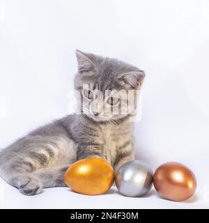 A small gray striped kitten is playing with colored colored eggs lying on a white bed. A cheerful spring holiday. Easter with pets Stock Photo