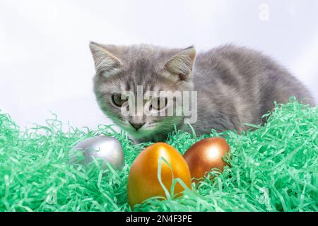 Little gray kitten lying on a paper straw and playing with Easter eggs. Hunt Easter eggs concept. Easter with pets concept Stock Photo