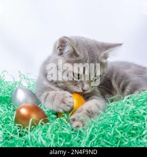 Little gray kitten lying on a paper straw and playing with Easter eggs. Hunt Easter eggs concept. Easter with pets concept Stock Photo
