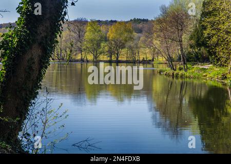 Tree reflections in the water of Allestree Lake in Allestree Park, Derbyshire, England Stock Photo
