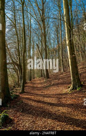 Winter woodland in Wales with dappled sunlight and shadows falling on a footpath. Stark and heart-warming scenery. Stock Photo