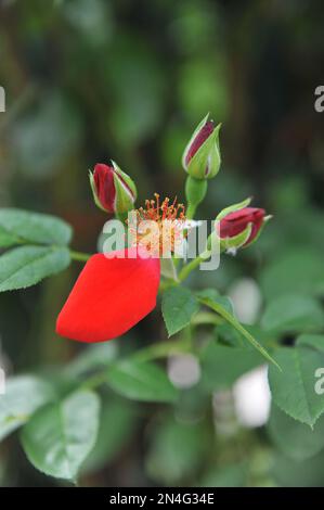 Red climbing Hybrid Kordesii rose (Rosa) Dortmund blooms in a garden in June Stock Photo