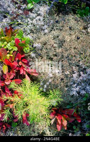 Taiga vegetation on the ground. White moss grows next to the moss red and green leaves with a small young spruce. Stock Photo