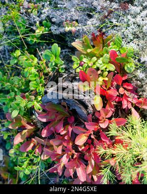 Old small tree stump overgrown with red leaves cranberries berries in the forest next to the white moss Stock Photo