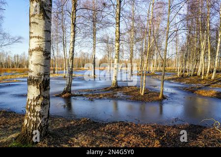 Beautiful early spring landscape with white birch trunks in ice-covered flood water, European wild nature Stock Photo