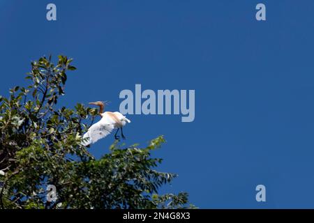 Cattle Egret (Bubulcus ibis) carrying nesting material in Sydney, NSW, Australia (Photo by Tara Chand Malhotra) Stock Photo