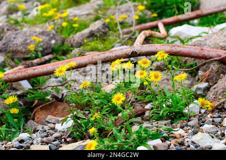 Yellow flowers of doronicum grow on the stone shore among the fragments of old iron in the North. Stock Photo