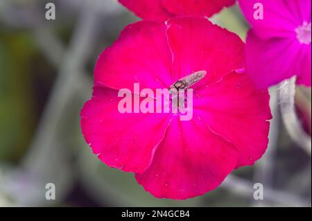 DARK PINK PANSEY Stock Photo