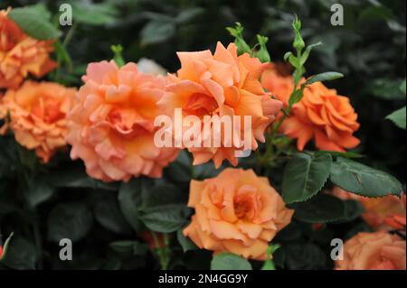 Orange-pink double floribunda rose (Rosa) Easy Does It blooms in a garden in May Stock Photo