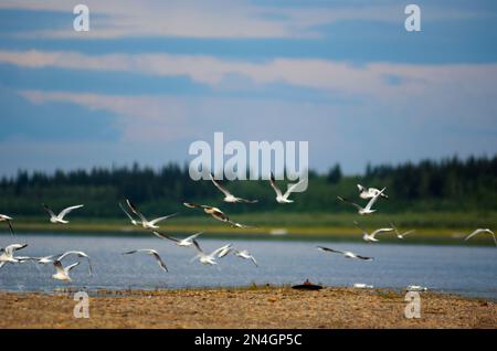 A flock of wild Northern white birds gulls flies waving wings over the Bank of the river with two empty bottles of vodka vilyu in Yakutia on the backg Stock Photo