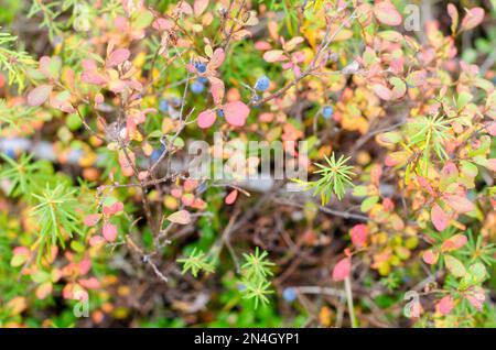 Bright blue juicy wild blueberries grow in colorful vegetation in autumn in the northern tundra of Yakutia. Stock Photo