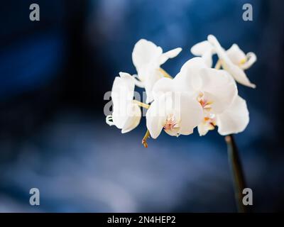 Beautiful blooming white Orchid Phalaenopsis on dark blue background. Stock Photo