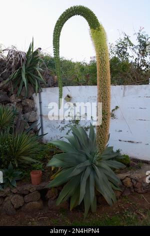 A tall foxtail agave flower, Agave attenuata also known as lion's tail or swan's neck in all its glory in front of a white wall and growing in a Stock Photo