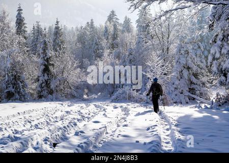 Man with a backpack and hiking poles hiking in snowy coniferous forest on Hala Slowianka in Beskid Mountains in winter in Poland. Stock Photo