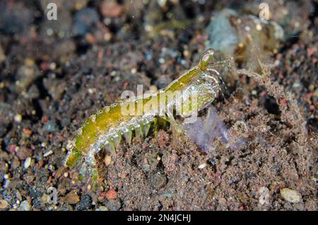 Checkered-eye Mantis Shrimp, Pseudosquilla ciliata, Melasti dive site, Seraya, Kubu district, Karangasem, Bali, Indonesia, Indian Ocean Stock Photo