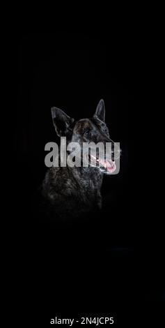 A vertical shot of a portrait of a black Dutch Shepherd isolated on a black background Stock Photo