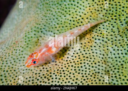 Common Ghostgoby, Pleurosicya mossambica, on Sponge, Porifera Phylum, night dive, Scuba Seraya House Reef dive site, Seraya, Kubu district, Karangasem Stock Photo