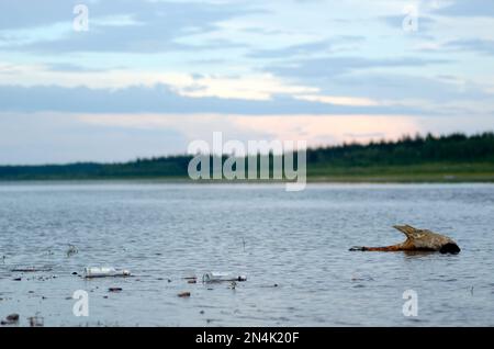 Abandoned two empty bottles of alcohol of vodka lying on the shore North of the Vilyui river in Yakutia on the background of the taiga forest. Alcohol Stock Photo