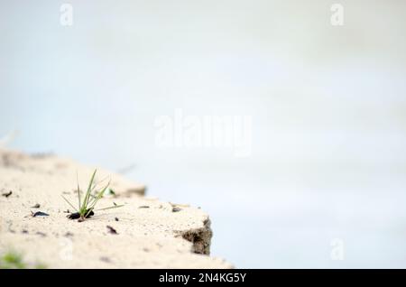 A small lone bunch of wild green grass grows on the edge of the sandy river Bank in the North of the taiga of Yakutia, which collapses from water eros Stock Photo