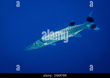 Pickhandle Barracuda, Sphyraena jello, Elmoost dive site, Weda, Halmahera, North Maluku, Indonesia, Halmahera Sea Stock Photo