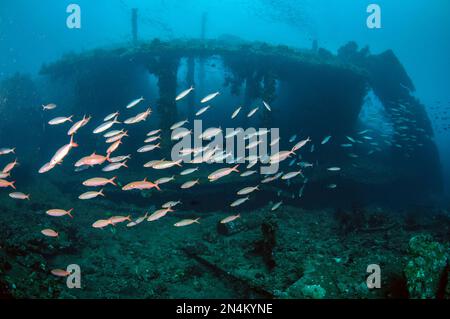 School of Banana Fusiliers, Pterocaesio pisang, with wreck in background, Liberty Wreck dive site, Tulamben, Karangasem, Bali, Indonesia, Indian Ocean Stock Photo