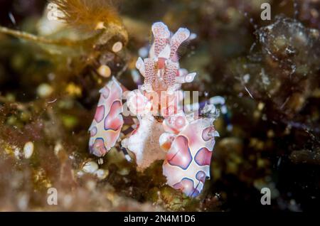 Harlequin Shrimp, Hymenocera elegans, feeding on small starfish, Asteroidea Class, Sidem dive site, Seraya, Karangasem, Bali, Indonesia, Indian Ocean Stock Photo