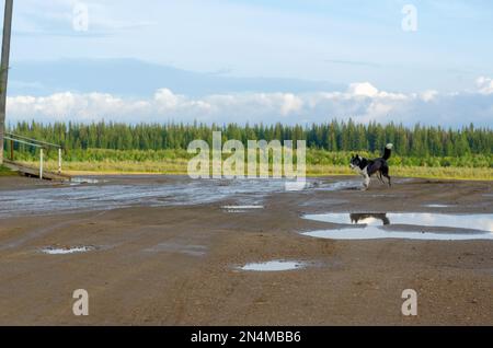 White black yard dog runs along the road with reflections in puddles on the background of the Yakut spruce taiga and clouds in the wild North. Stock Photo