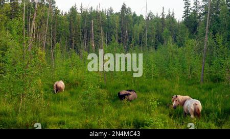 A small herd of Yakut horses in the high grass of the swamp near the taiga Northern forest eat grass, waving their tails. Stock Photo