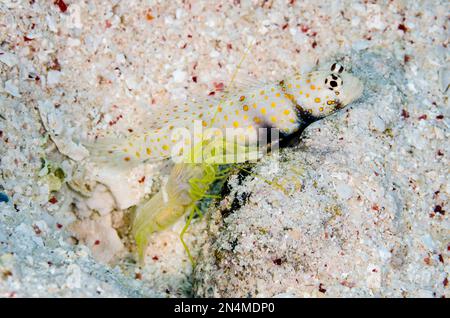 spotted prawn goby, Amblyeleotris guttata, and snapping shrimp, Alpheus sp, by hole, Beacon Slope dive site, Nyata Island, Alor, Indonesia Stock Photo