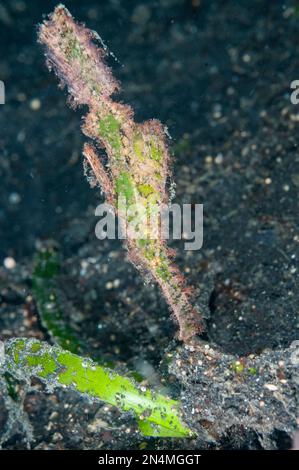 Halimeda Ghost Pipefish, Solenostomus halimeda, TK3 dive site, Lembeh Straits, Sulawesi, Indonesia
