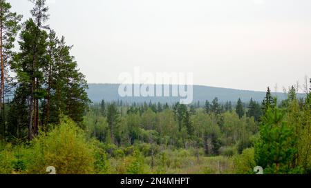 Panorama of the Yakut taiga forest with spruce and pine trees to the horizon from the mountain. Stock Photo