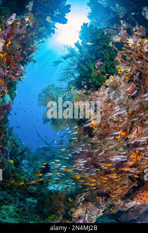 school of Yellow Sweepers, Parapriacanthus ransonneti, with sun in background, Manta Sandy dive site, Dampier Strait, Raja Ampat, West Papua, Indonesi Stock Photo