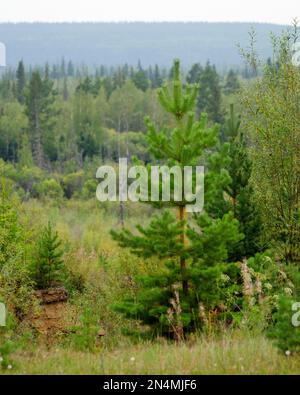 A small young fir tree grows on the background of the panorama of the Yakut Northern taiga and hills. Stock Photo