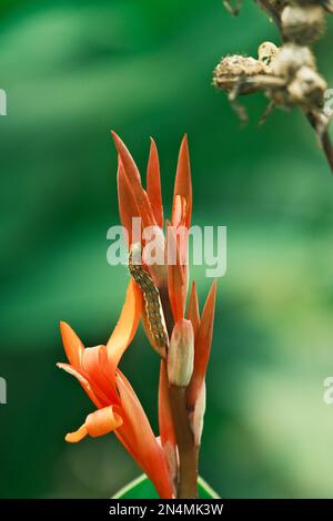 A close up of a Corn earworm (Helicoverpa zea) on an Indian shot flower on natural, blurred background Stock Photo