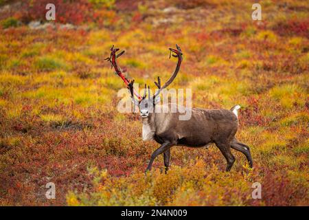 Bull Caribou in fall color Stock Photo