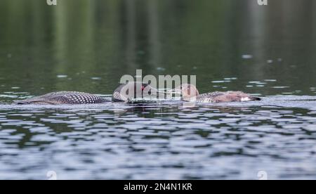 Mother loon feeding her loonlet (baby loon) a fish.  -New Hampshire Stock Photo