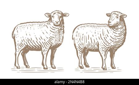 Hand drawn standing sheep in sketch style. Wool, lamb symbol. Farm animal vintage vector illustration Stock Vector