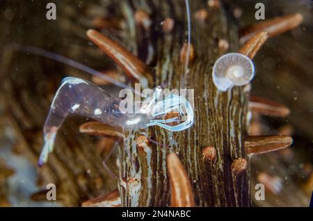 Magnificent Anemone Shrimp, Ancylomenes magnificus, on Haeckeli Anemone, Actinostephanus haeckeli, with Foraminifera shell, Foraminifera Subphylum, Me Stock Photo