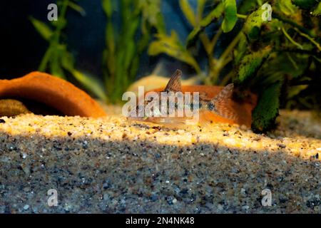 Corydoras paleatus - Blue leopard corydoras fish Stock Photo