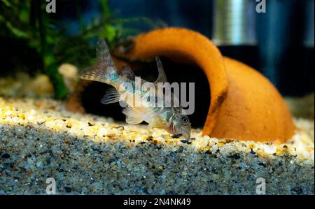 Corydoras paleatus - Blue leopard corydoras fish Stock Photo