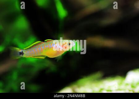 Peacock freshwater Goby fish - (Tateurndina ocellicauda) Stock Photo