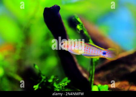 Peacock freshwater Goby fish - (Tateurndina ocellicauda) Stock Photo