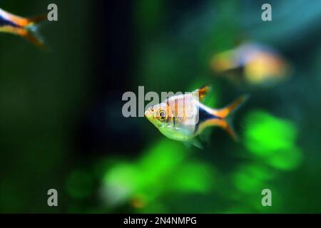 Harlequin rasbora freshwater fish - (Trigonostigma heteromorpha) Stock Photo