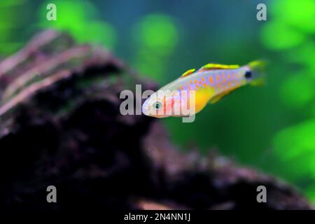 Peacock freshwater Goby fish - (Tateurndina ocellicauda) Stock Photo