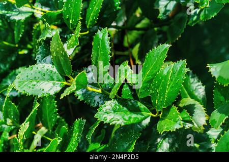 Rain drops on holly leaves at Graceland, Elvis Presley’s home in Memphis, Tennessee. Stock Photo