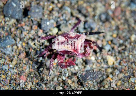 Pentagonal Urchin Crab, Echinoecus pentagonus, Ghost Bay dive site, Amed, Karangasem Regency, Bali, Indonesia, Indian Ocean Stock Photo