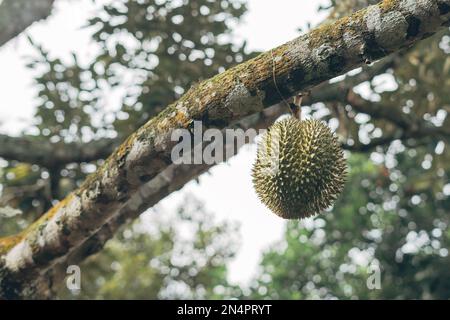 Durian fruit (Durio zibethinus) hanging on the tree waiting to be harvested Stock Photo