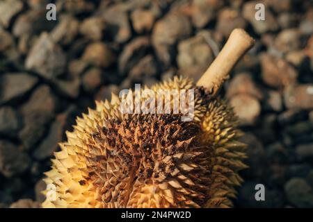 Rotten Durian fruit (Durio zibethinus) fall from the tree bad quality harvest Stock Photo